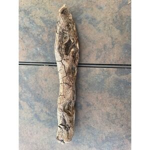 Natural Driftwood for Plants Terrarium Taxidermy Art Projects